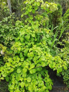 image (4)